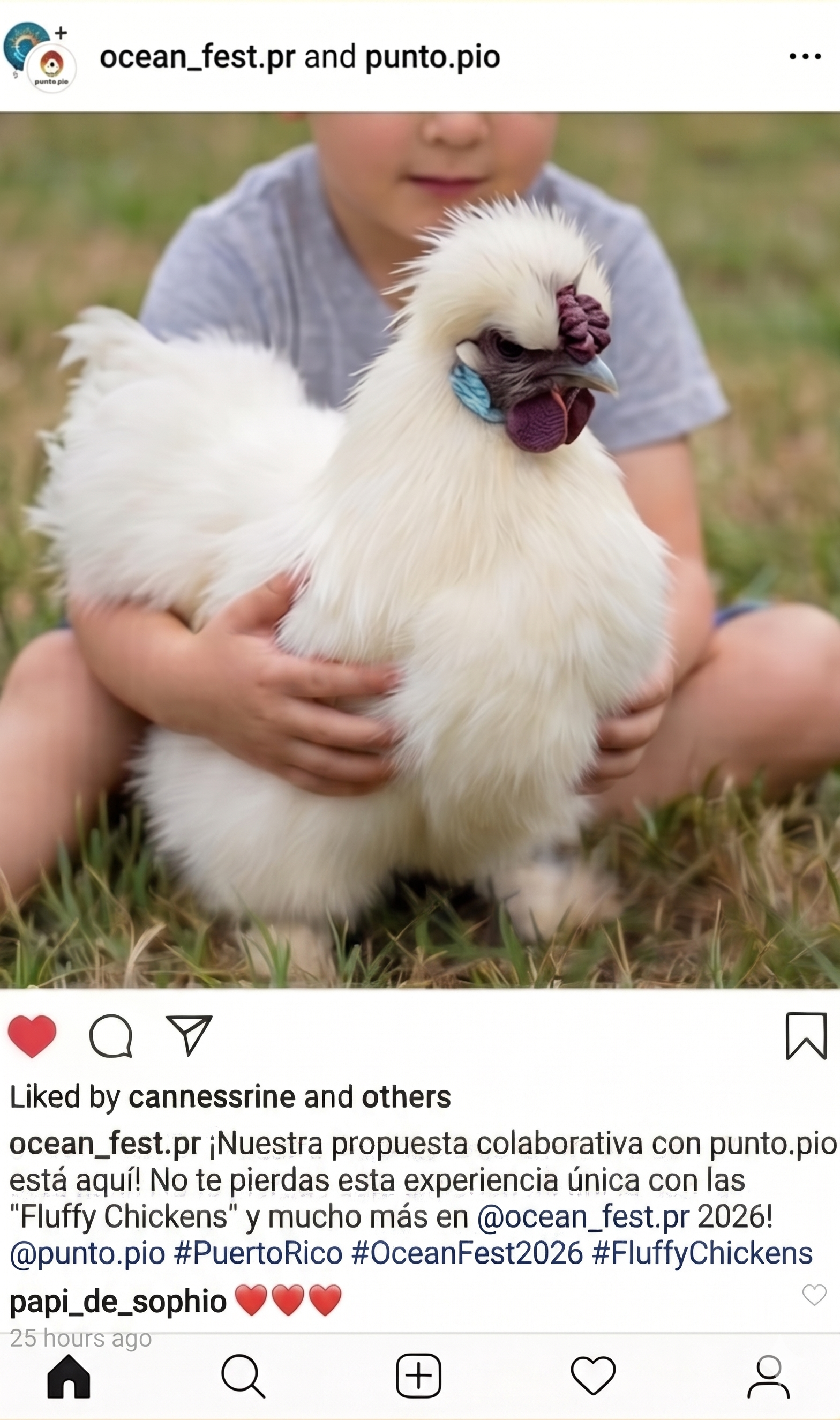 Simulación de post de Instagram con gallina Silkie